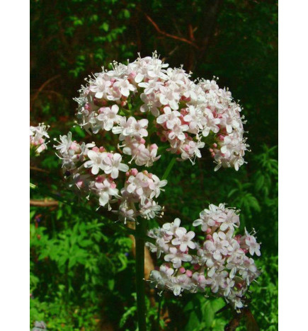TISANE VALERIANE IPHYM troubles du sommeil
