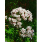 VALERIANE IPHYM 100g VALERIANE IPHYM 100g