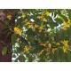 YLANG-YLANG Huile Essentielle