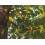 YLANG-YLANG Huile Essentielle