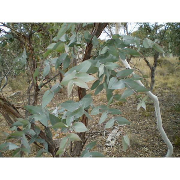 Pranarom Huile Essentielle Eucalyptus Mentholé 10ml