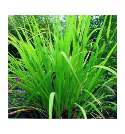 PALMAROSA BIO Huile Essentielle
