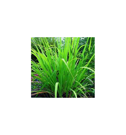 PALMAROSA BIO Huile Essentielle
