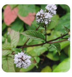 MENTHE POIVREE BIO Huile Essentielle