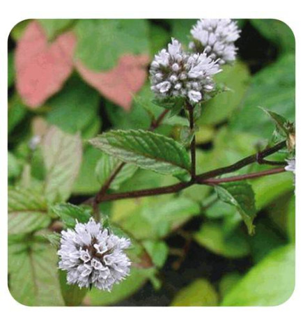 MENTHE POIVREE BIO Huile Essentielle
