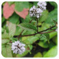 MENTHE POIVREE BIO Huile Essentielle