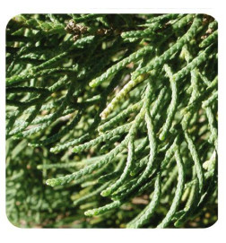 CYPRES DE PROVENCE Huile Essentielle