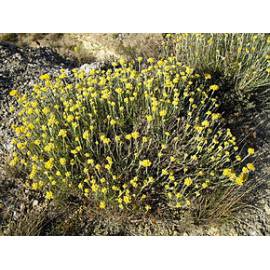 IMMORTELLE Huile Essentielle