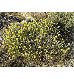 IMMORTELLE ou HELICHRYSE Huile Essentielle