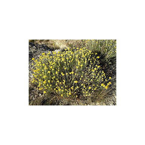 IMMORTELLE  Huile Essentielle Cicatrisante Stimulante