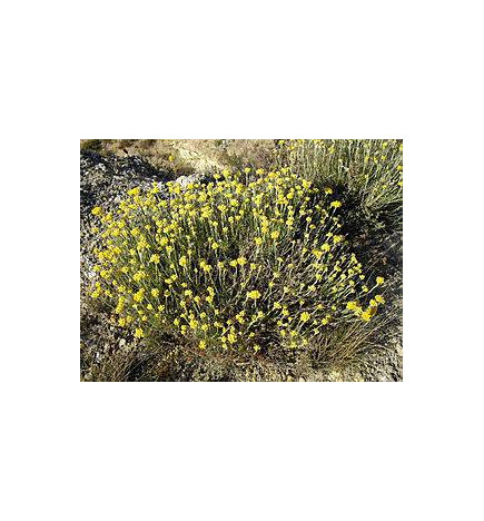 IMMORTELLE ou HELICHRYSE Huile Essentielle