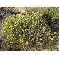 IMMORTELLE ou HELICHRYSE Huile Essentielle IMMORTELLE ou HELICHRYSE Huile Essentielle