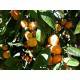 MANDARINE Huile Essentielle Pranarom Mandarinier Bio Flacon de 10 ml