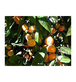 MANDARINIER Huile Essentielle