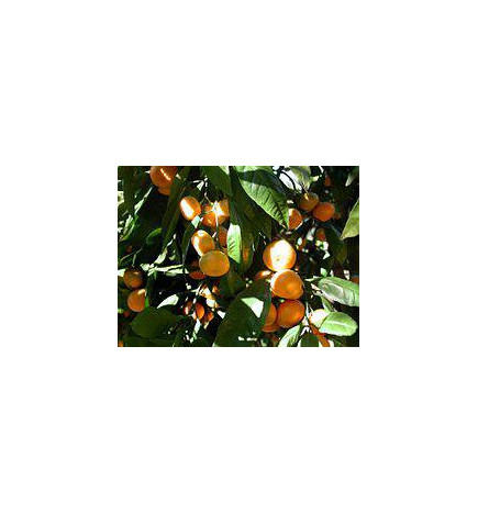 MANDARINIER Huile Essentielle