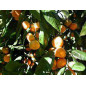 MANDARINIER Huile Essentielle MANDARINIER Huile Essentielle