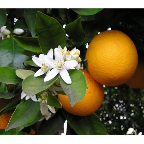 ORANGE DOUCE Huile Essentielle digestion et stress