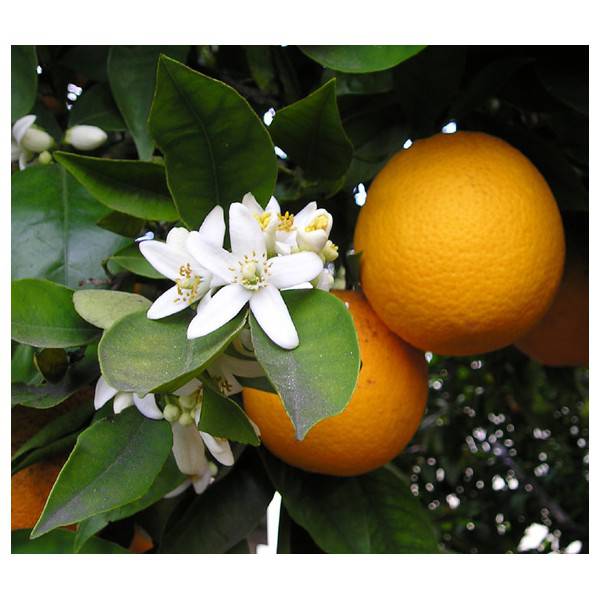 Huile essentielle d'orange douce - Aromathérapie Zen