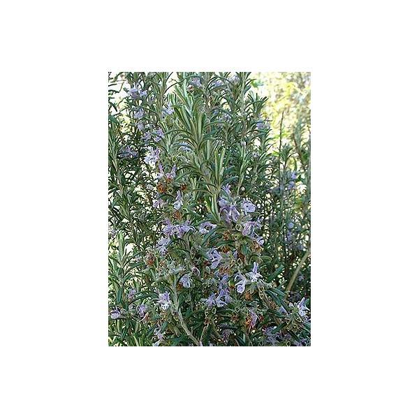 HUILE ESSENTIELLE ROMARIN CINEOLE - Herbalp