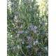ROMARIN BIO CAMPHRE Huile Essentielle