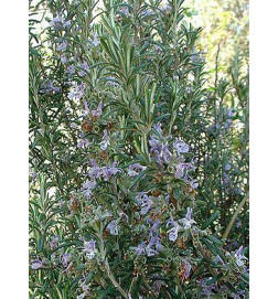 ROMARIN CAMPHRE BIO Huile Essentielle