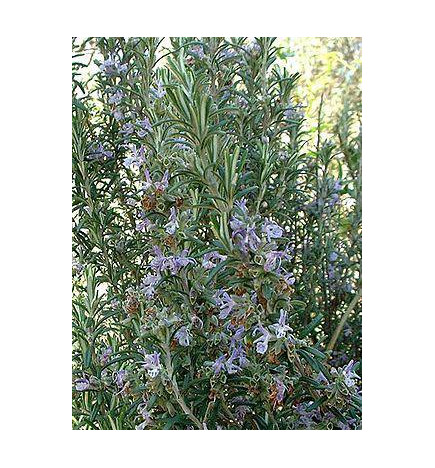 ROMARIN VERBENONE BIO Huile Essentielle