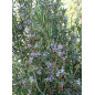 ROMARIN VERBENONE BIO Huile Essentielle ROMARIN VERBENONE BIO Huile Essentielle