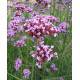 VERVEINE CITRONNEE Huile Essentielle