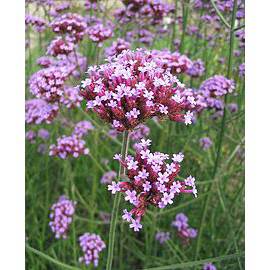 VERVEINE CITRONNEE Huile Essentielle Puissant sédatif