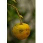 YUZU FRUIT Huile Essentielle YUZU FRUIT Huile Essentielle