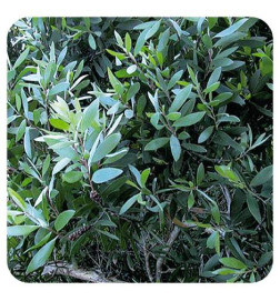 HUILE ESSENTIELLE NIAOULI infections respiratoires