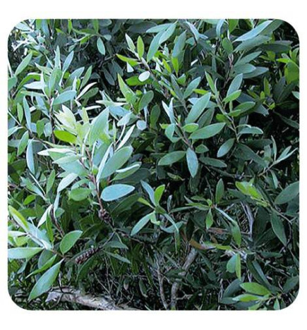 NIAOULI BIO Huile Essentielle