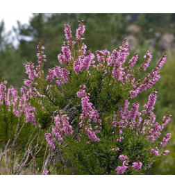MACERAT BRUYERE BIO HERBALGEM