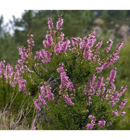 MACERAT BRUYERE BIO HERBALGEM