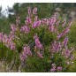 MACERAT BRUYERE BIO HERBALGEM