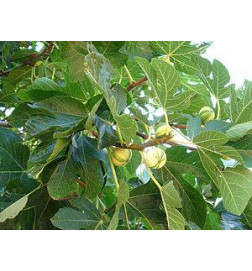 MACERAT FIGUIER BIO HERBALGEM Régulateur endocrinien
