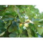 HERBALGEM FIGUIER bourgeons macérat Bio 30mL