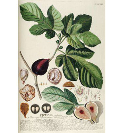 MACERAT FIGUIER BIO HERBALGEM Régulateur endocrinien