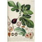 HERBALGEM FIGUIER bourgeons macérat Bio 30mL