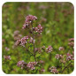 ORIGAN BIO Huile Essentielle ORIGAN BIO Huile Essentielle
