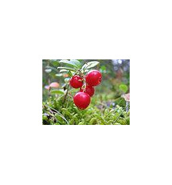 MACERAT AIRELLE BIO HERBALGEM