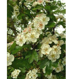 AUBEPINE BIO Bourgeon Macerat