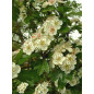AUBEPINE BIO Bourgeon Macerat