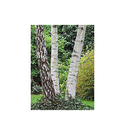 MACERAT BOULEAU BIO HERBALGEM