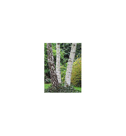 MACERAT BOULEAU BIO HERBALGEM