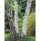 MACERAT BOULEAU BIO HERBALGEM douleurs articulaires