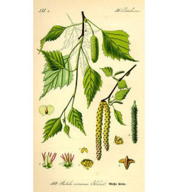 MACERAT BOULEAU BIO HERBALGEM douleurs articulaires