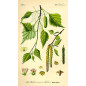 MACERAT BOULEAU BIO HERBALGEM MACERAT BOULEAU BIO HERBALGEM