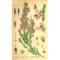 MACERAT BRUYERE BIO HERBALGEM