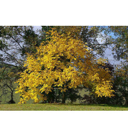 MACERAT NOYER BIO HERBALGEM